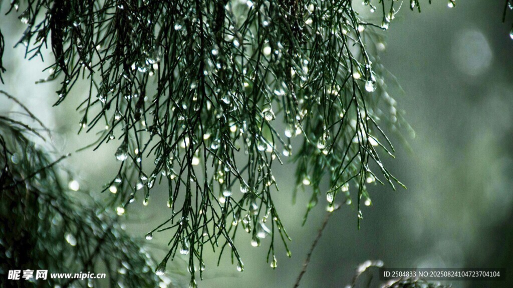雨中松枝 水珠晶瑩剔透