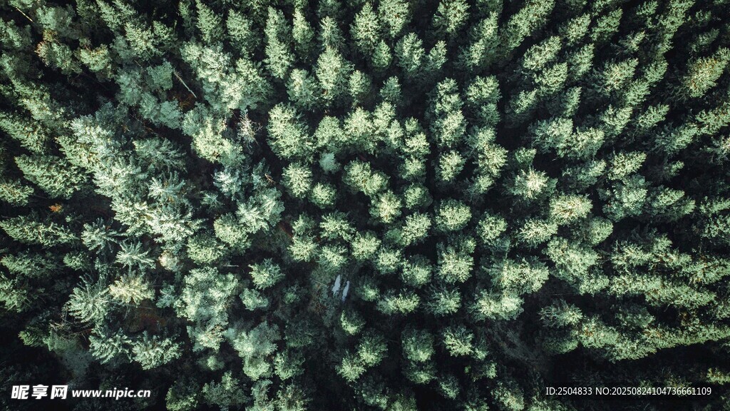 綠色絨球狀植物特寫