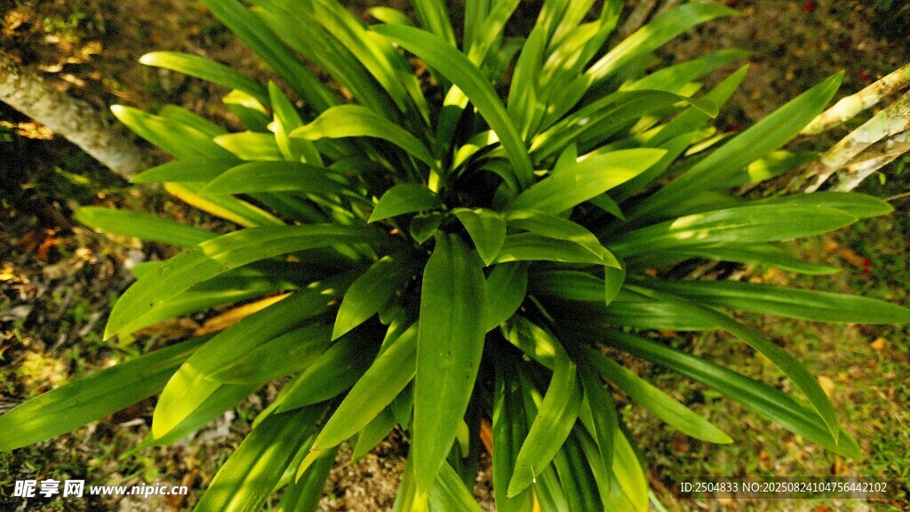 翠綠龍血樹植物特寫