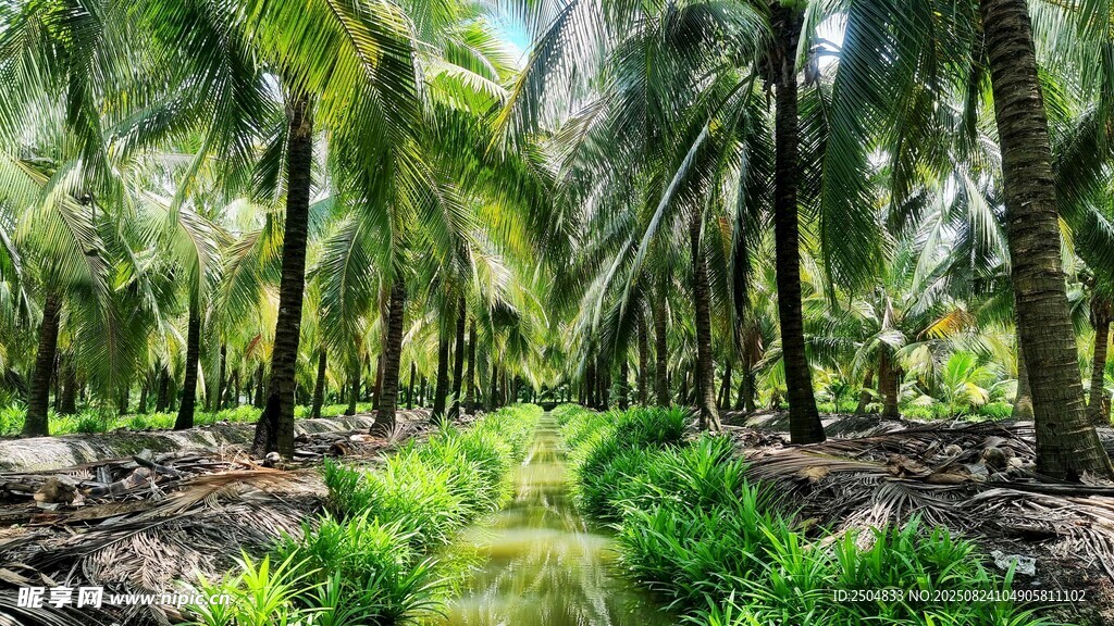 茂密棕櫚林 綠意盎然景象