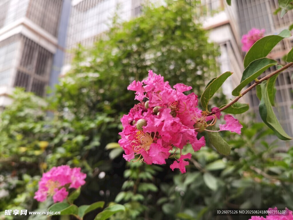 嬌艷綻放的粉色花卉