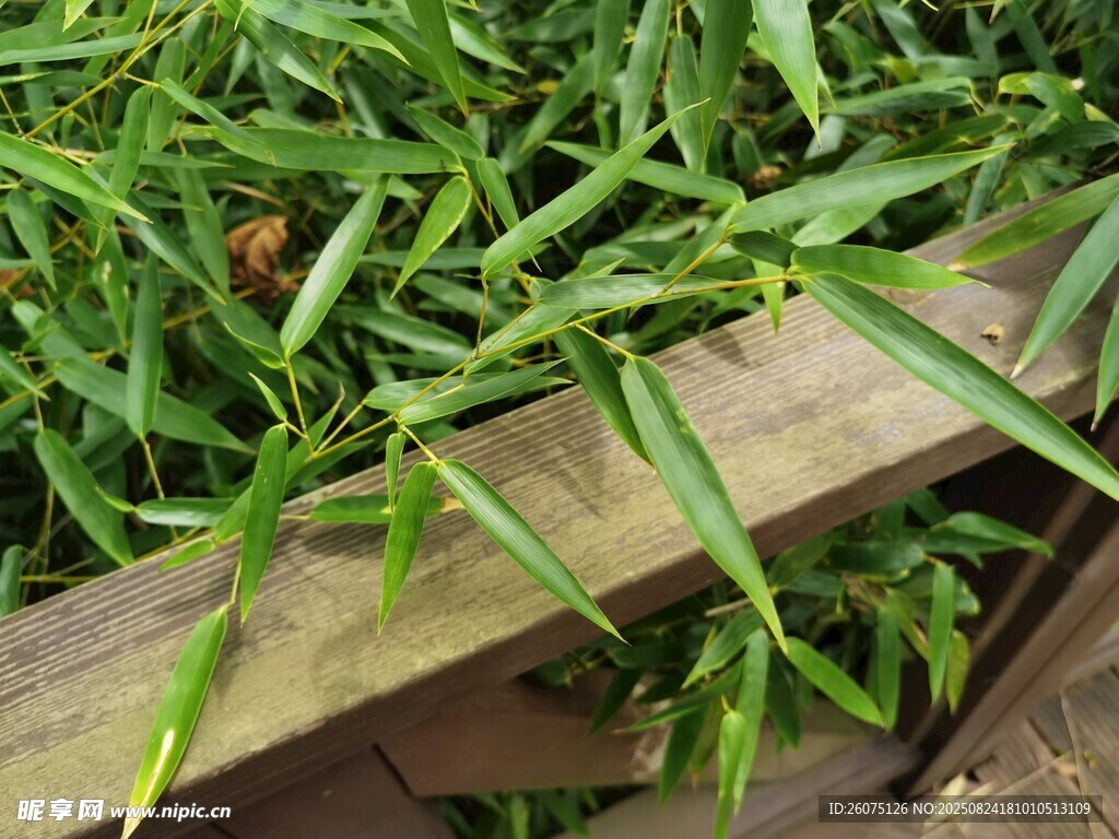 翠綠植物置于木質(zhì)圍欄旁