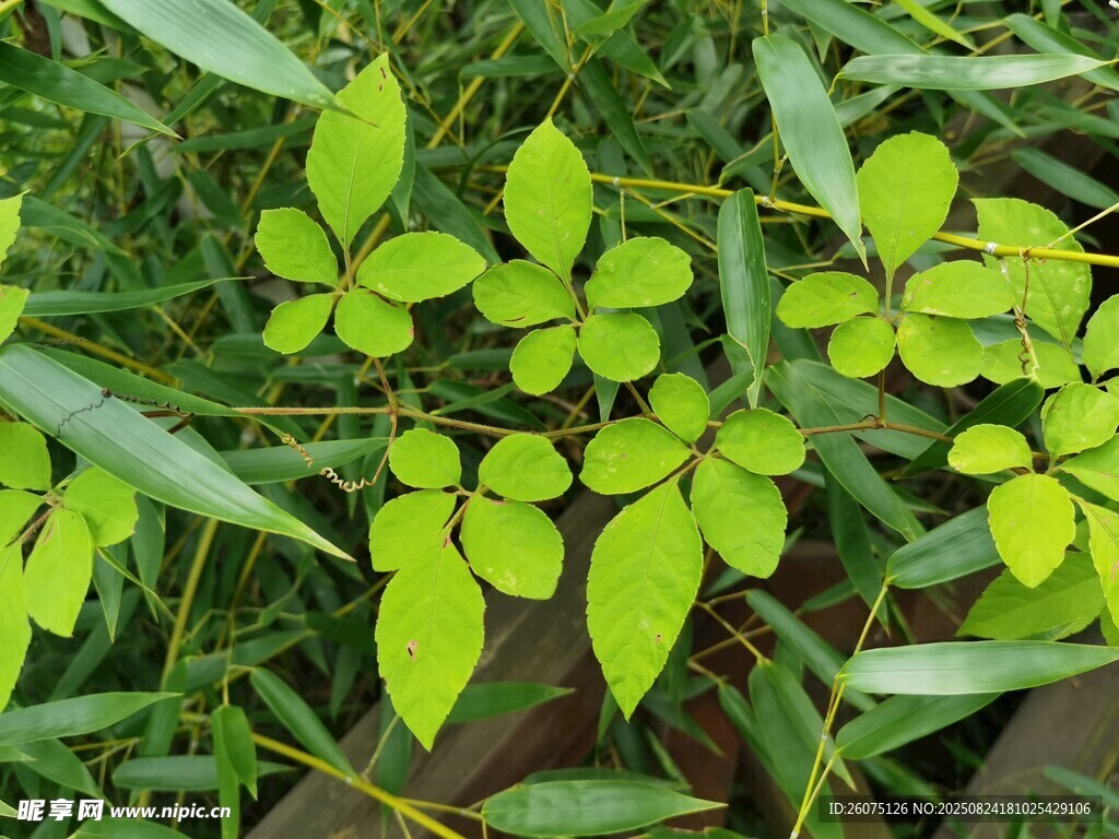 嫩綠葉片的清新植物景象
