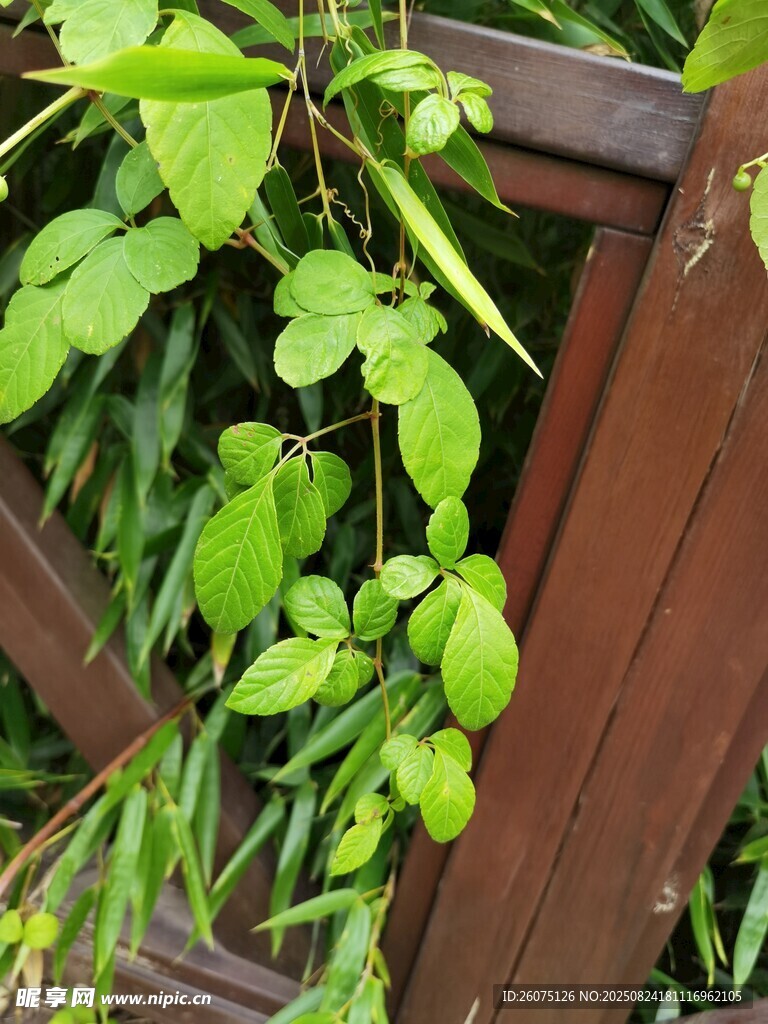 綠葉攀附于棕褐色圍欄