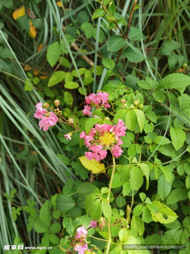草叢中的粉色鮮艷花朵