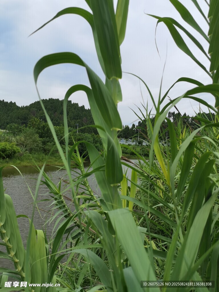 河岸茂盛的綠色植株