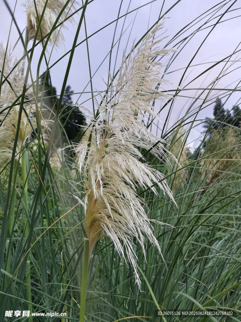 風(fēng)中搖曳的蓬松蘆葦