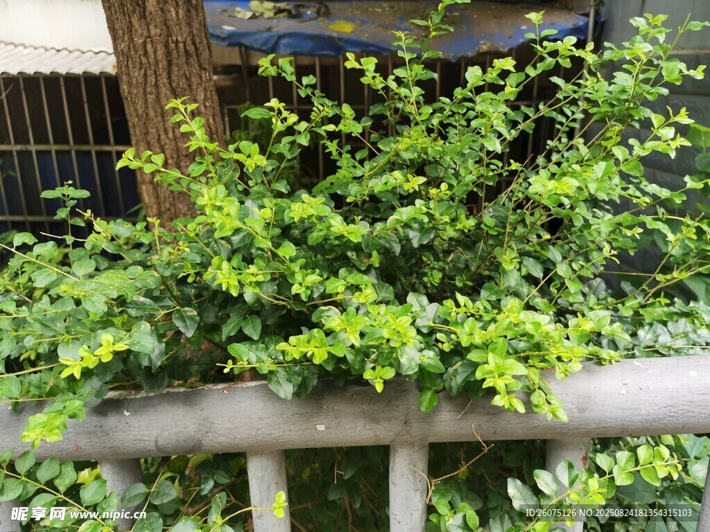 欄桿上的翠綠繁茂植物