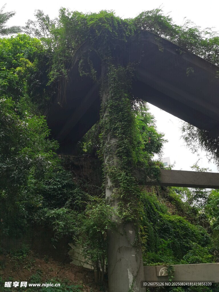 藤蔓覆蓋的老舊建筑