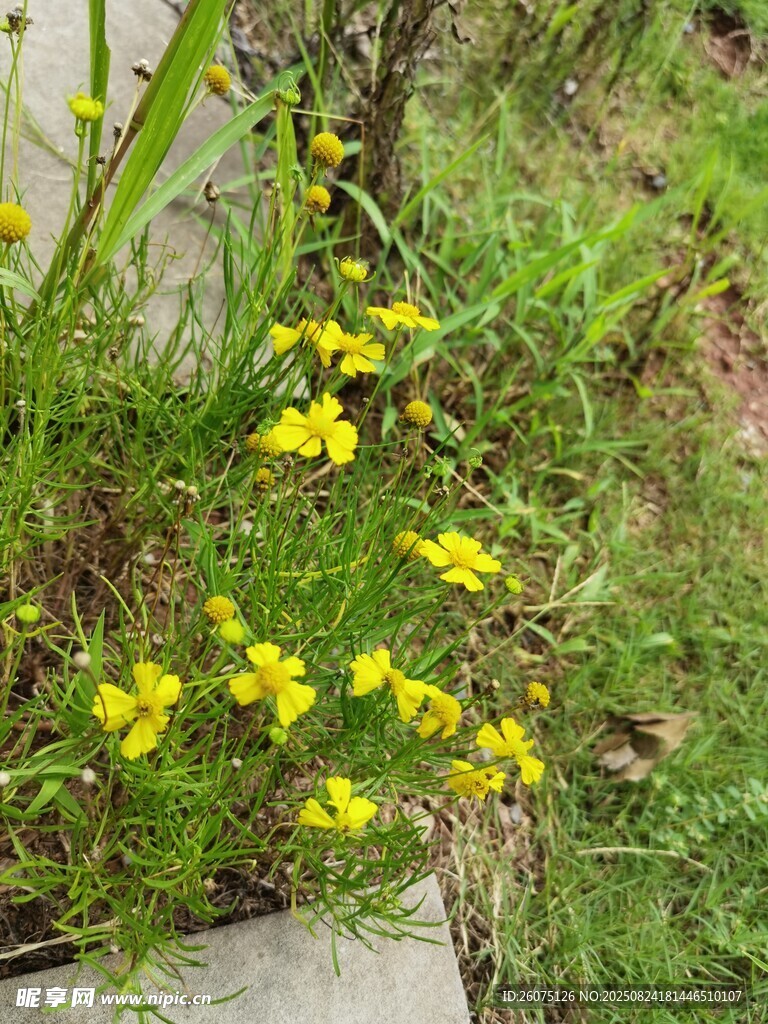 墻邊綻放的黃色小花