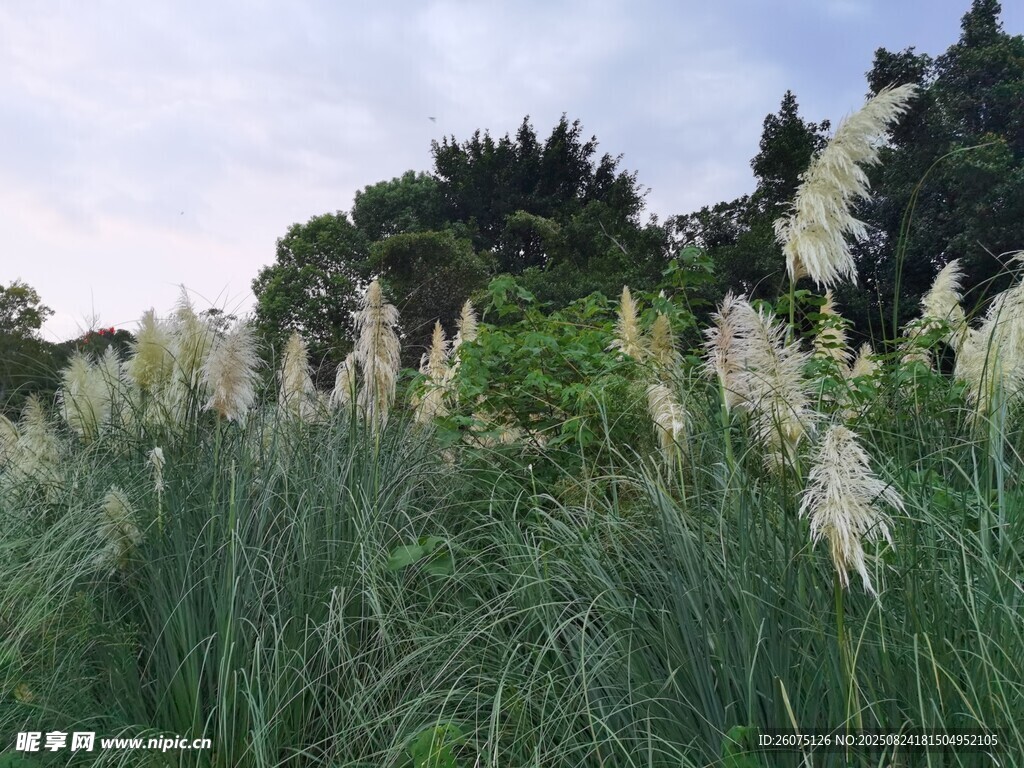 夕陽下的蒲葦植物景觀