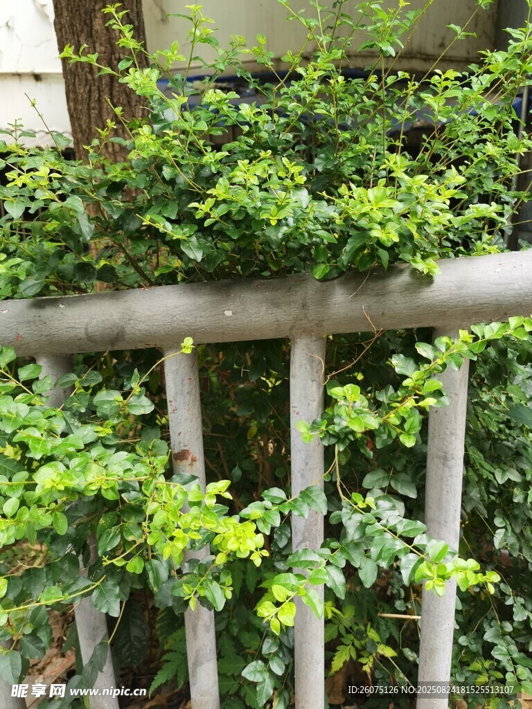 欄桿旁翠綠繁茂的植物
