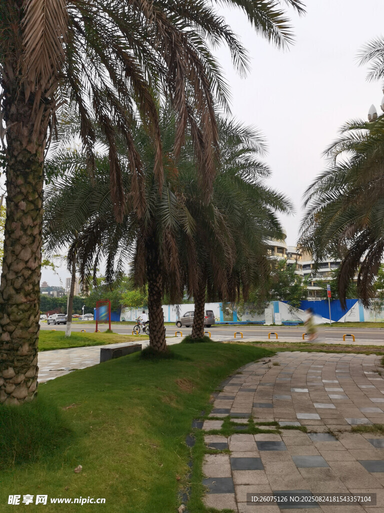 海濱椰林旁的磚石步道