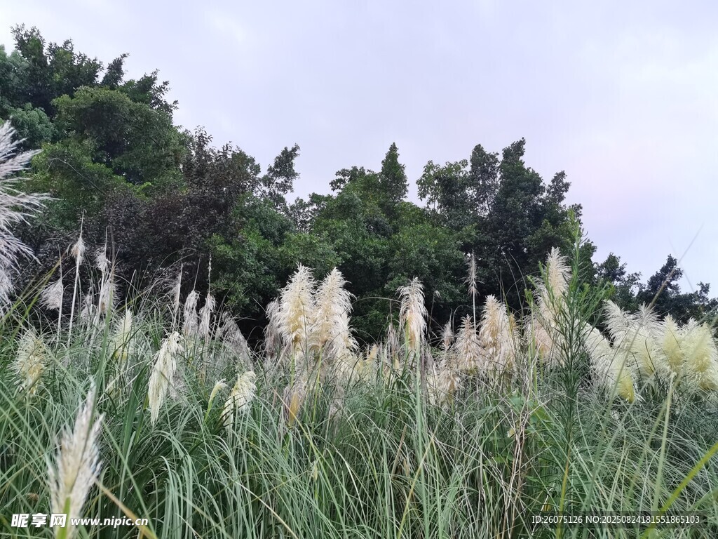 野外茂密的蘆葦與綠樹景觀