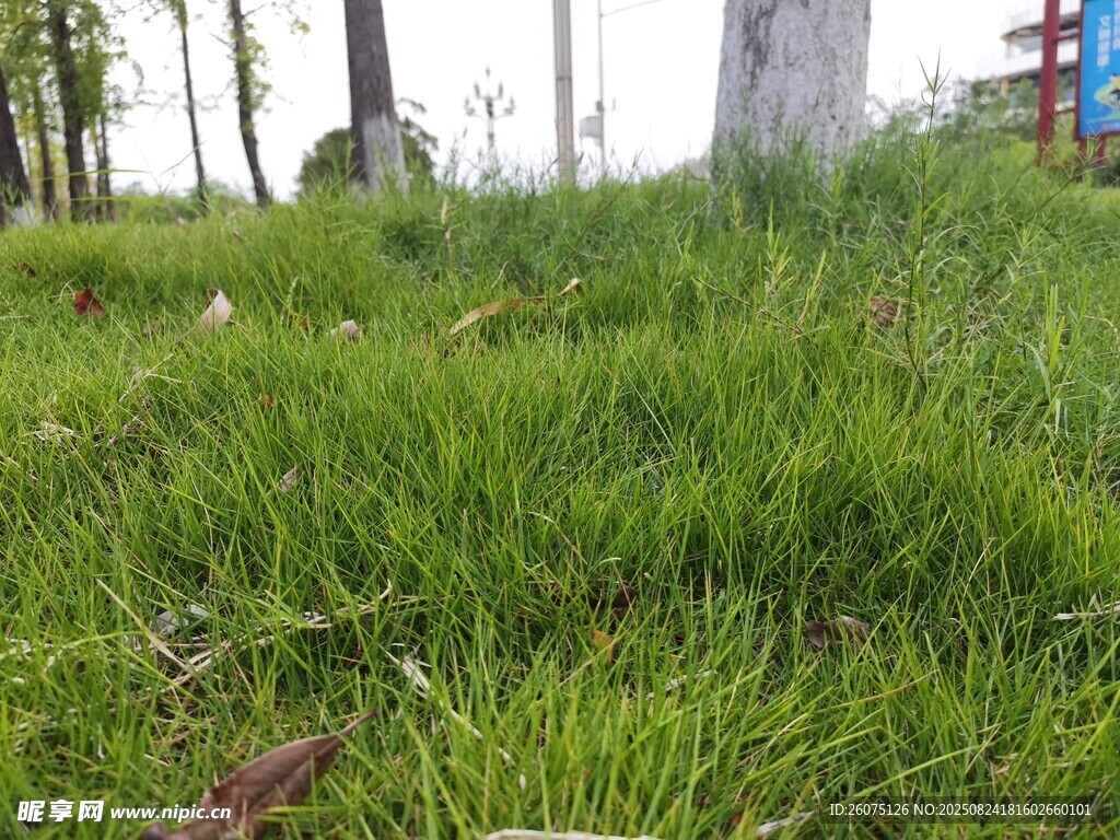 翠綠草地景觀