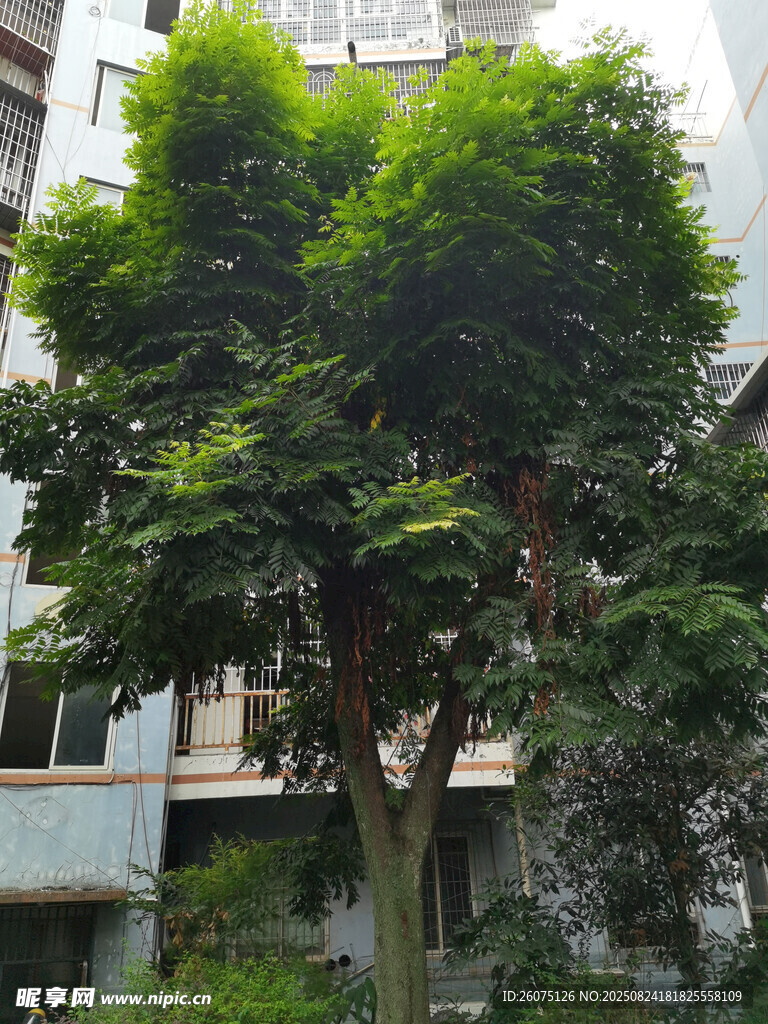 庭院綠樹(shù)成蔭景致宜人