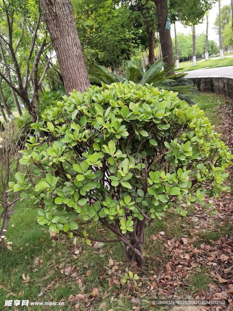 綠意盎然的矮灌木景觀