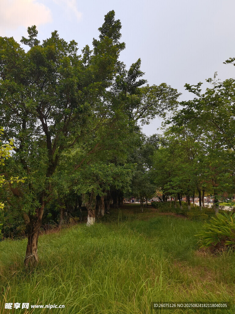綠意盎然的戶外樹林景觀