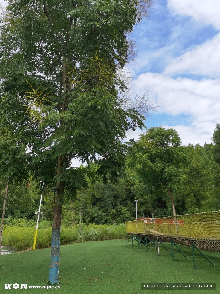 綠意盎然的戶外風(fēng)景