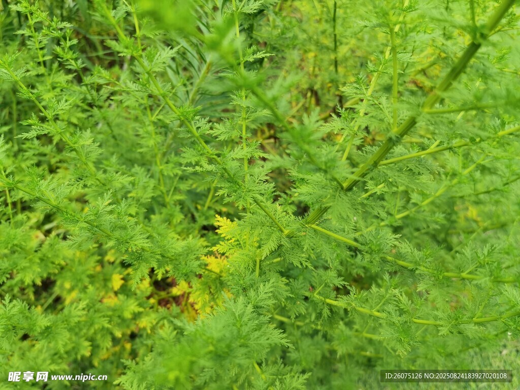 翠綠繁茂的青蒿景觀(guān)