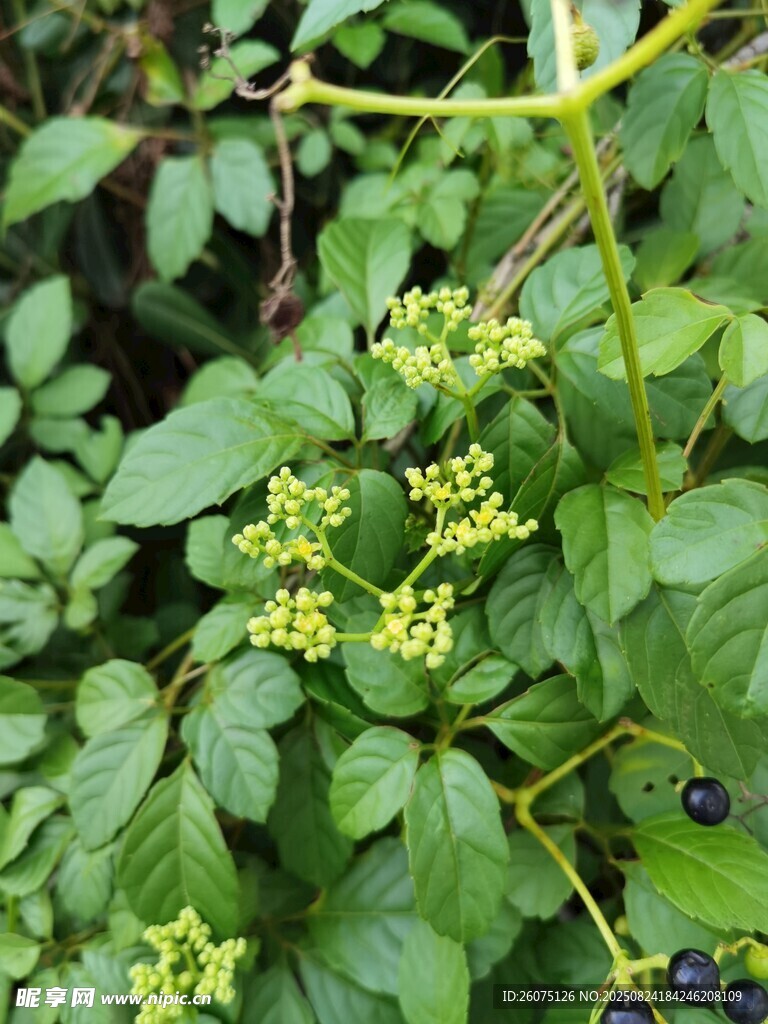 綠葉間的黃色小花