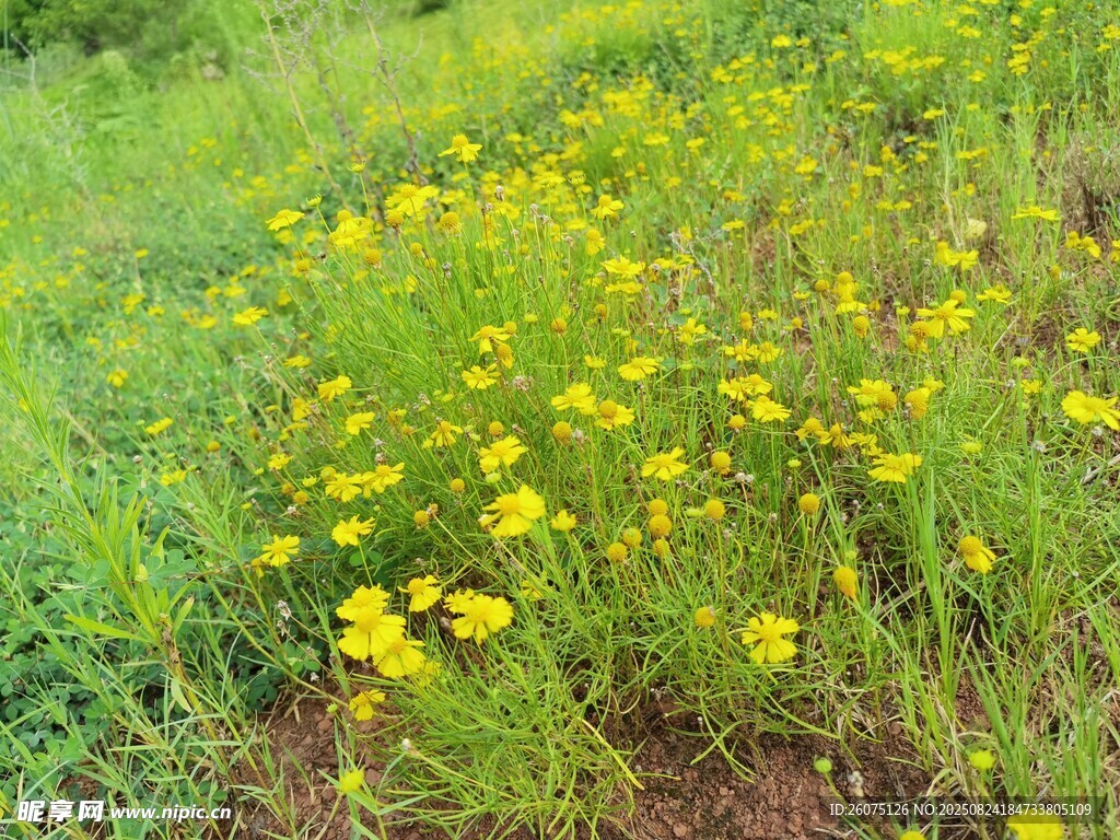 田野中的燦爛黃色小花