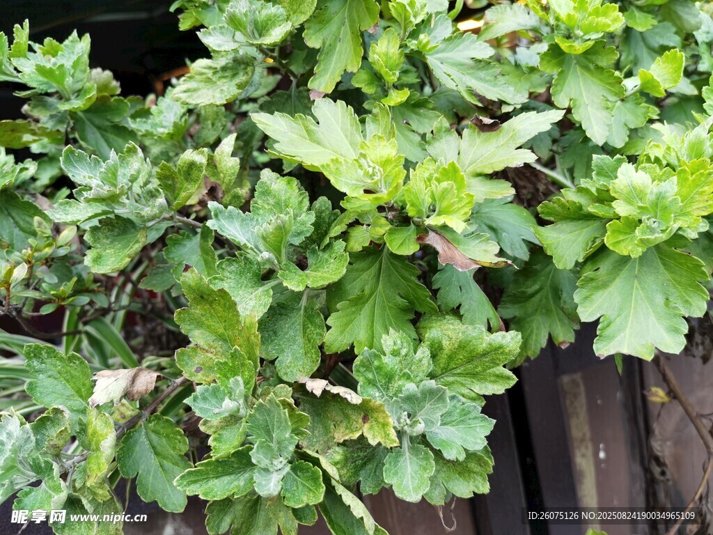 綠葉菊花植株靠墻生長(zhǎng)