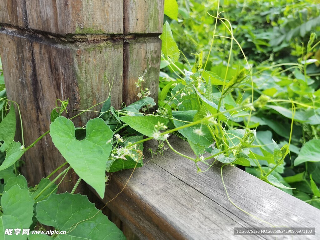 木邊蔓生綠植生機(jī)盎然