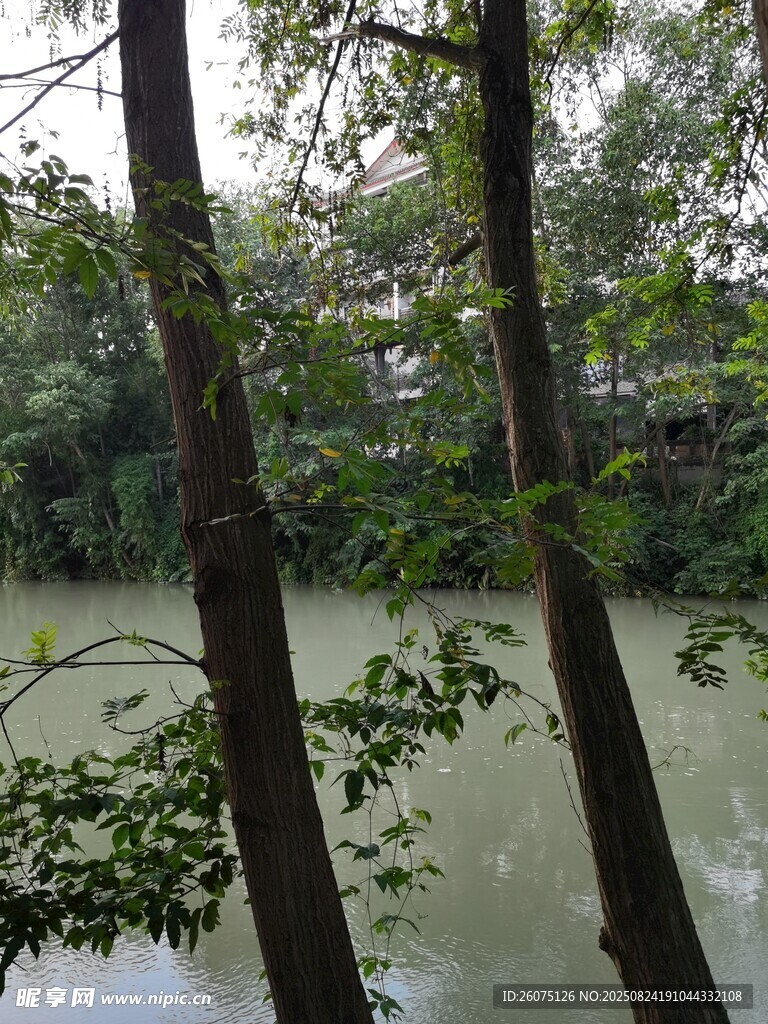 林間河畔綠意景致