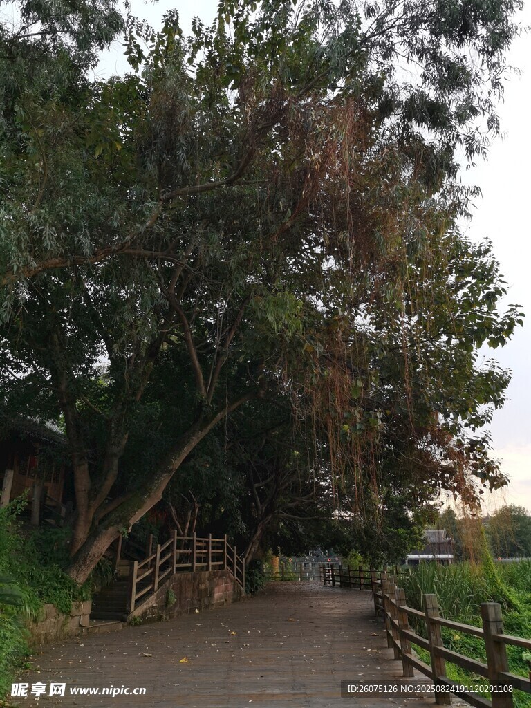 林間木徑靜謐自然之景