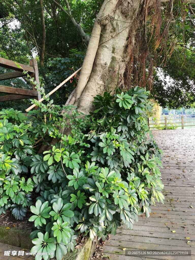 樹下繁茂綠植景觀