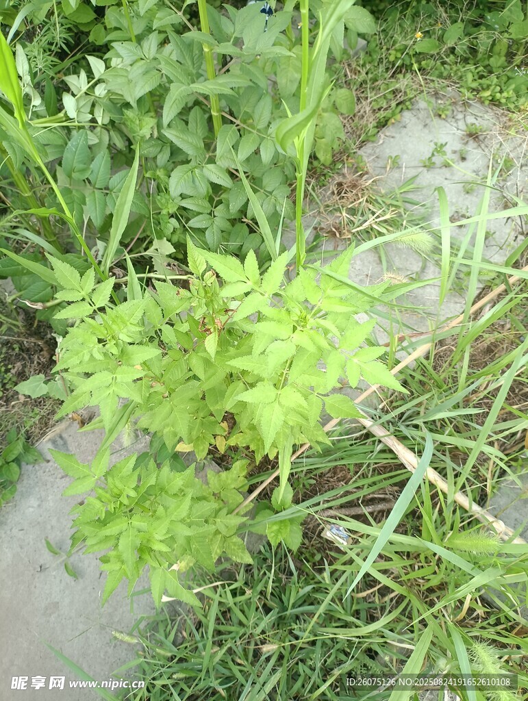 石縫間生長的嫩綠植物