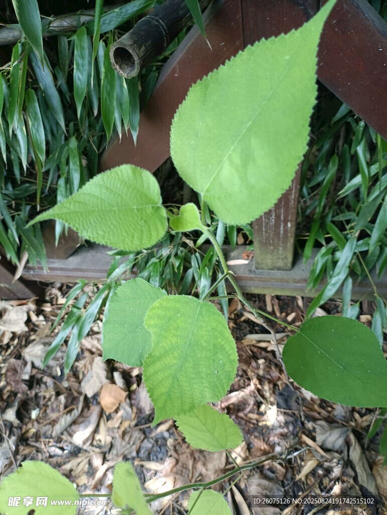 嫩綠植物生長(zhǎng)于地面
