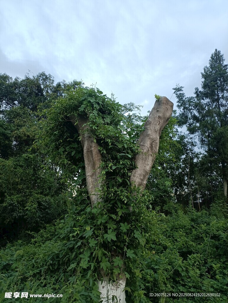 枯樹纏滿繁茂綠植