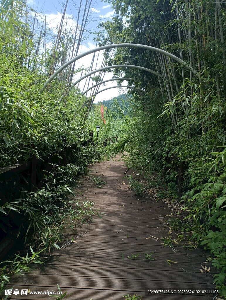 林間小徑綠植環(huán)繞的清幽處