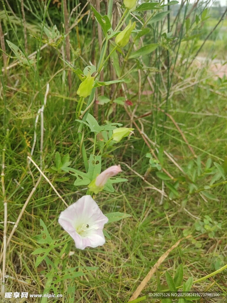 草叢中的白色牽牛花