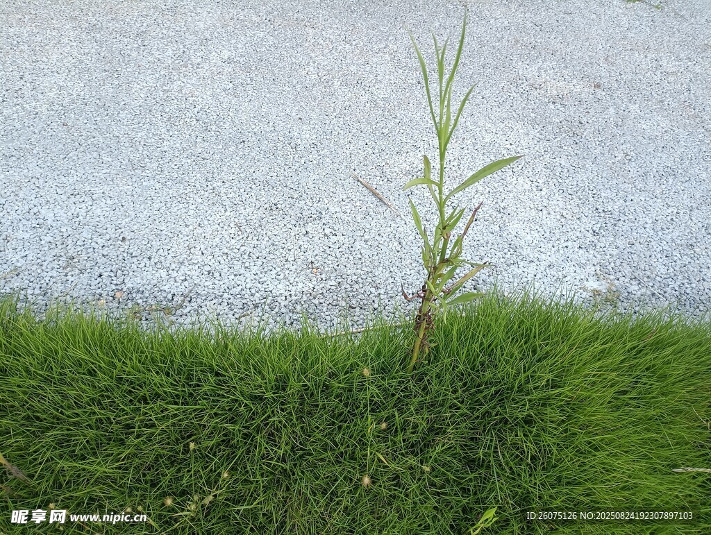 孤草挺立在草地與路面間