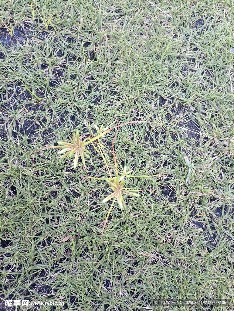 草地上的兩株黃色小花