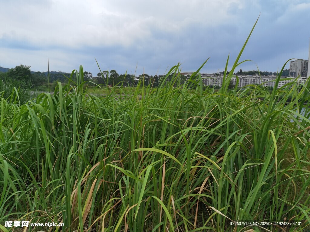 田野中的茂盛綠色草叢