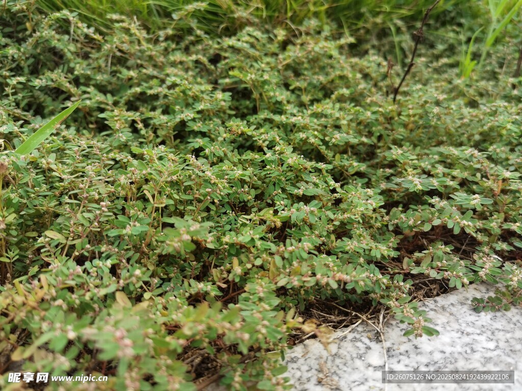 野外叢生的綠色植物
