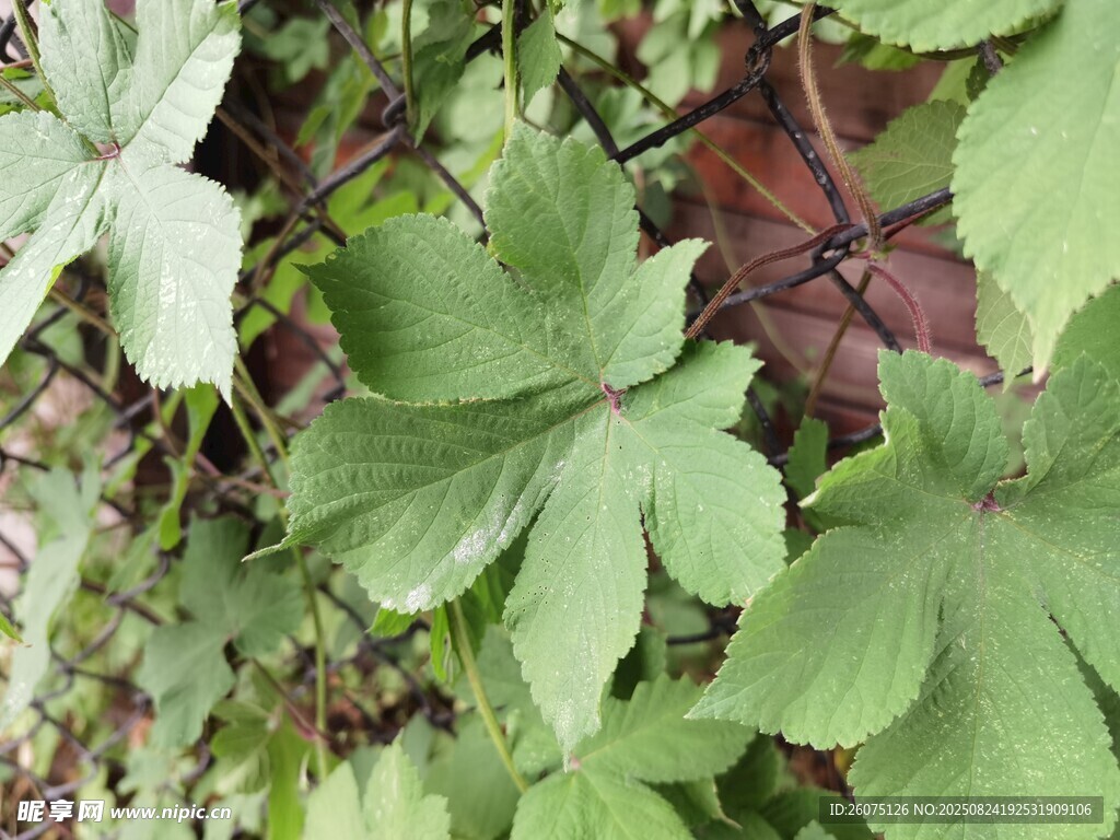 綠色植物葉片特寫