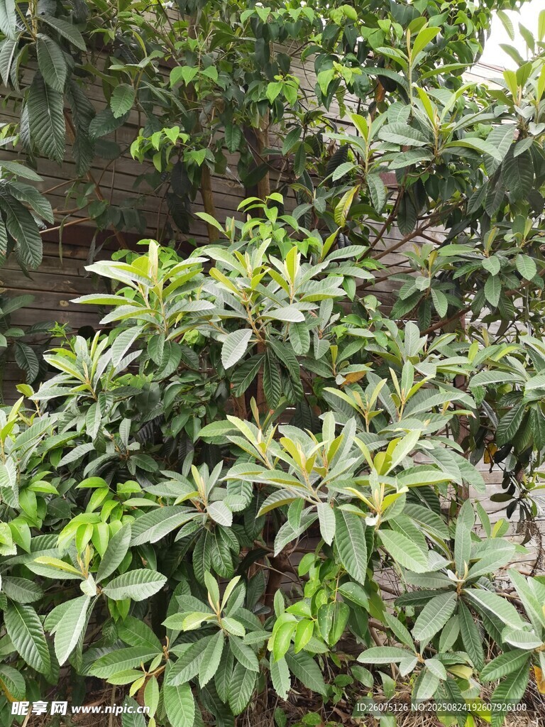 綠葉繁茂的枇杷樹景觀