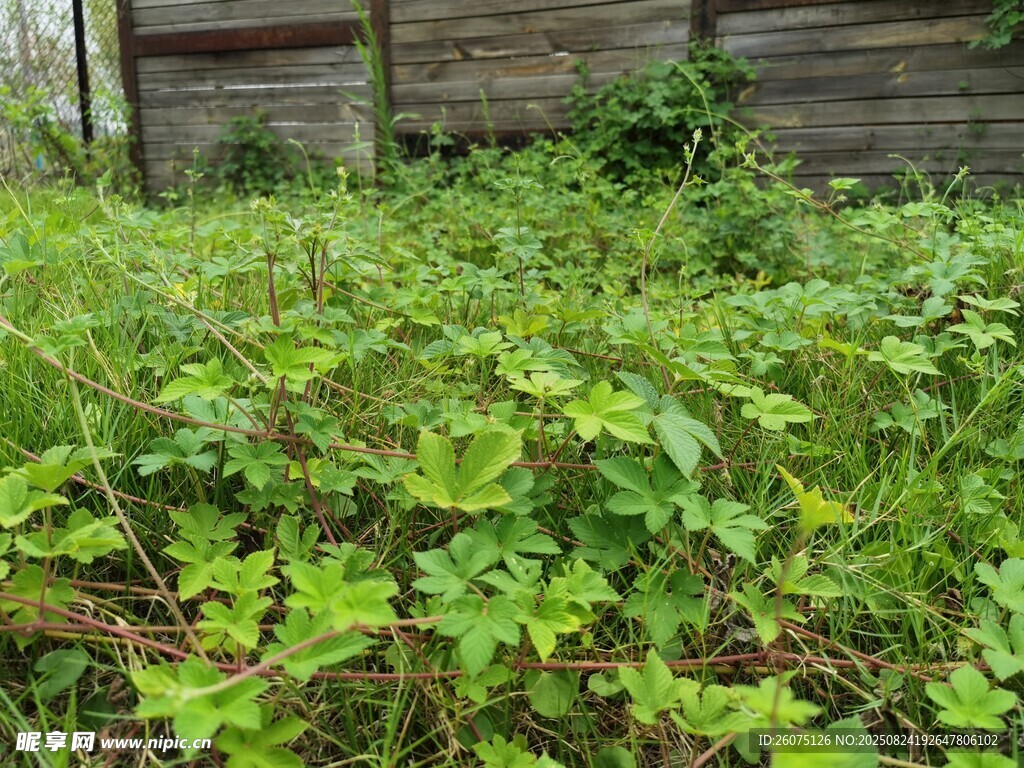 廢棄木屋旁的繁茂綠植