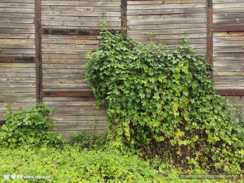 木墻邊蔓延的翠綠藤蔓