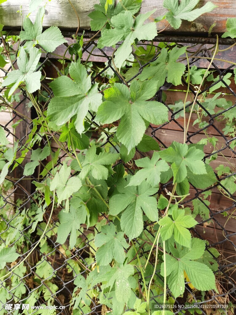 墻邊生長的繁茂綠色植物
