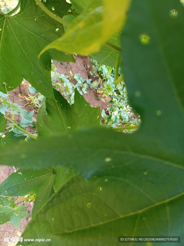 葉片上的病害與損傷痕跡