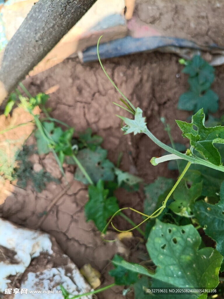 泥土中的綠植與管道