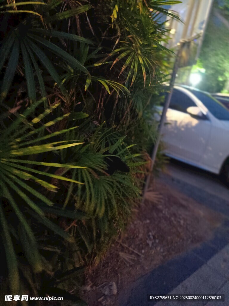 路邊綠植與停靠的白色汽車