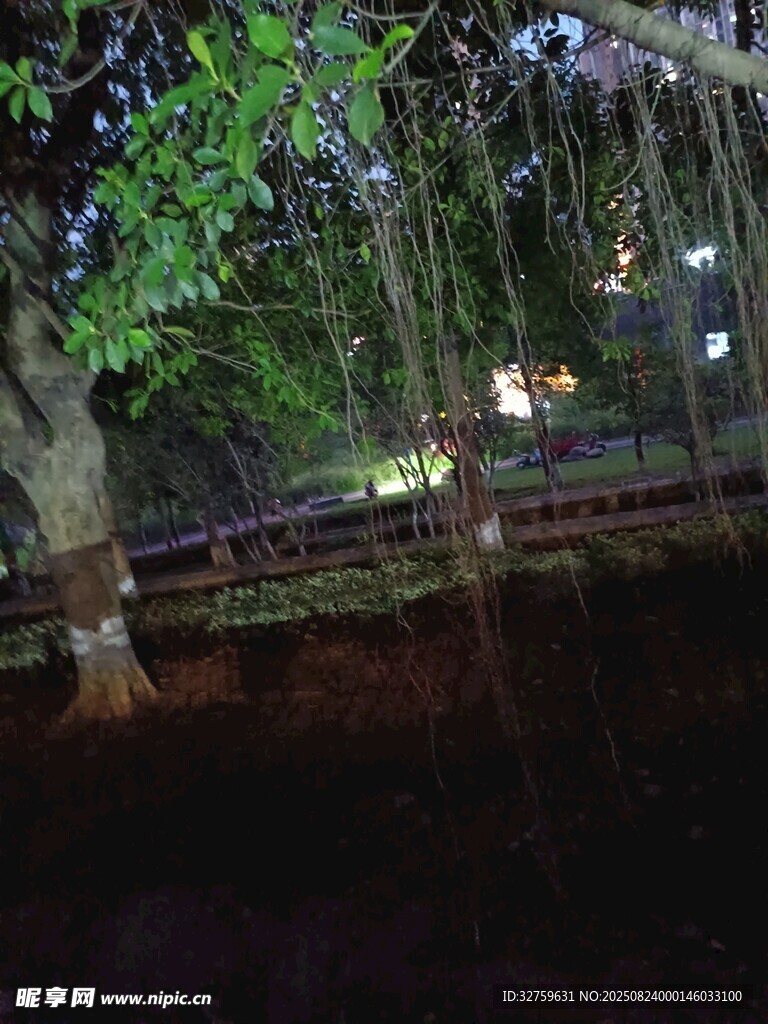 夜晚樹下夢幻紫色花簾