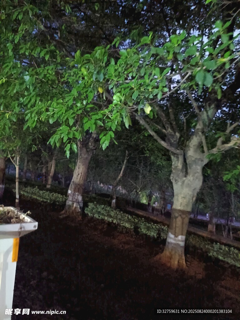 林蔭下的樹木景觀